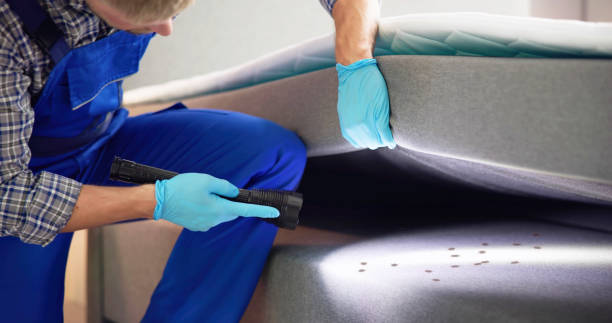 Best Flea Control Services  in Sour Lake, TX