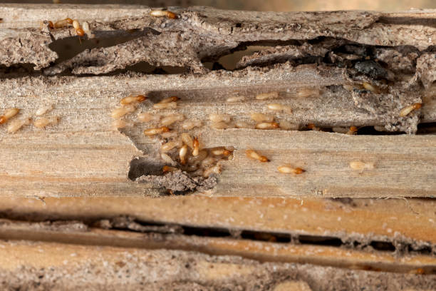 Best Best Pest Control Companies  in Sour Lake, TX